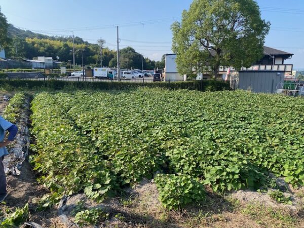 道の駅　ふたかみパーク當麻-當麻の家